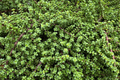20 Rainbow Elephant Bush Cuttings - Portulacaria afra Succulent Cactus Live Plants for Propagation