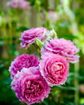Super Rare Pink Sheherazade Rose Cuttings (3) – Rosa ‘Sheherazade’ | Unique Pink Rose | Unrooted Cuttings for Rooting or Grafting