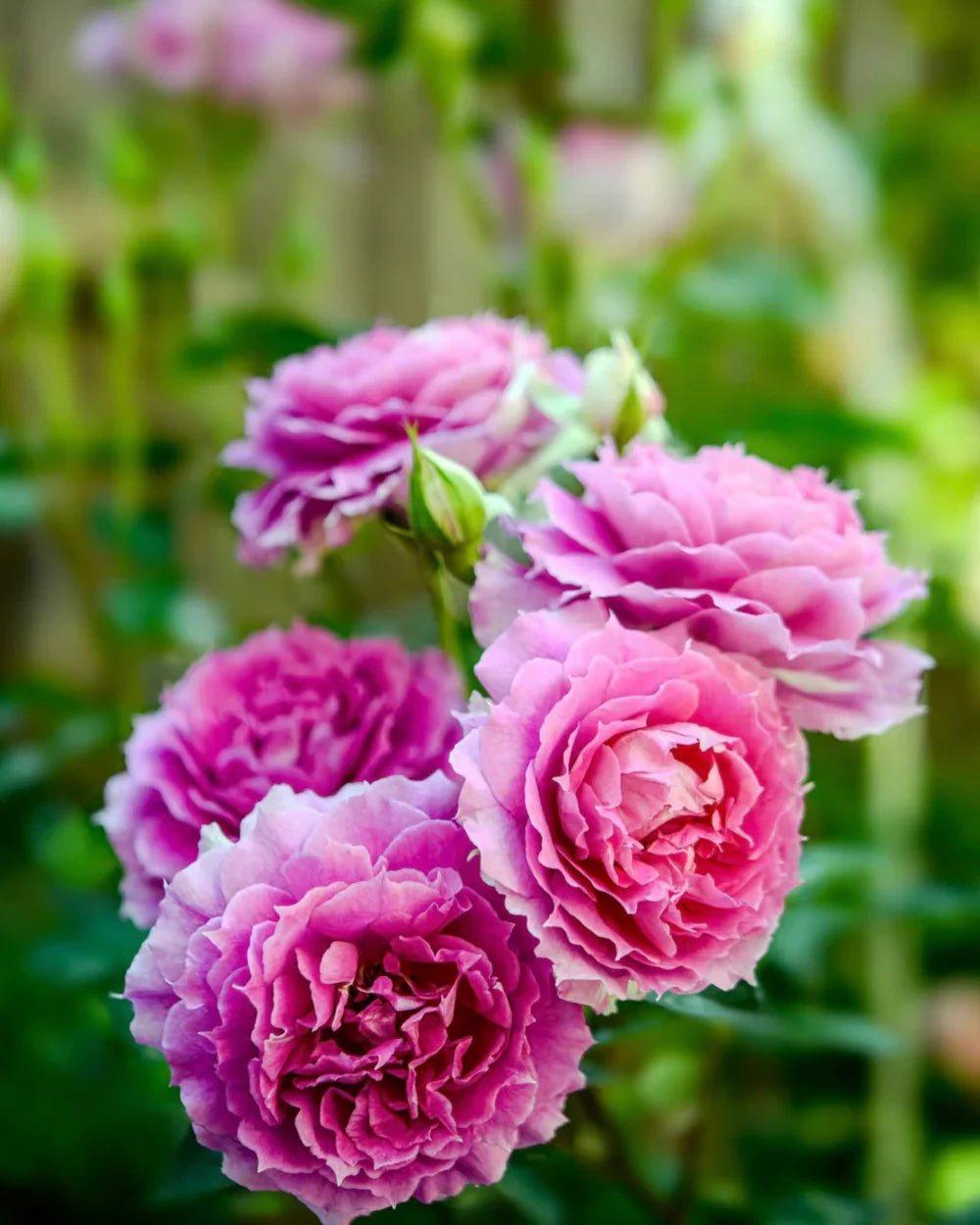 Super Rare Pink Sheherazade Rose Cuttings (3) – Rosa ‘Sheherazade’ | Unique Pink Rose | Unrooted Cuttings for Rooting or Grafting