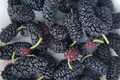 12 Fresh Shangri-La Mulberry Cuttings for Rooting or Grafting, Sweet Large Fruits