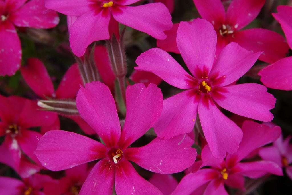 Scarlet Flame Creeping Phlox Seeds - 100+ Flower Seeds - USA Grown -  - Ground Cover - Drought Tolerant - Butterfly Attractor