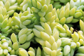 5" Donkey's Tail Succulent Cuttings (Sedum Morganianum) | 3 Fresh Burro’s Tail Cuttings | Trailing Succulent | Easy-Care Houseplant