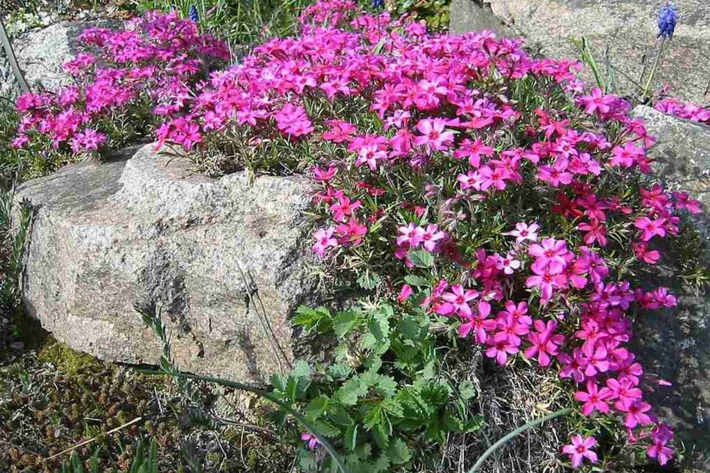 Scarlet Flame Creeping Phlox Seeds - 100+ Flower Seeds - USA Grown -  - Ground Cover - Drought Tolerant - Butterfly Attractor