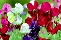 Dwarf Sweet Pea Seeds Bijou Mix | Non-GMO Annual Flower Seeds in Bulk | Lathyrus odoratus