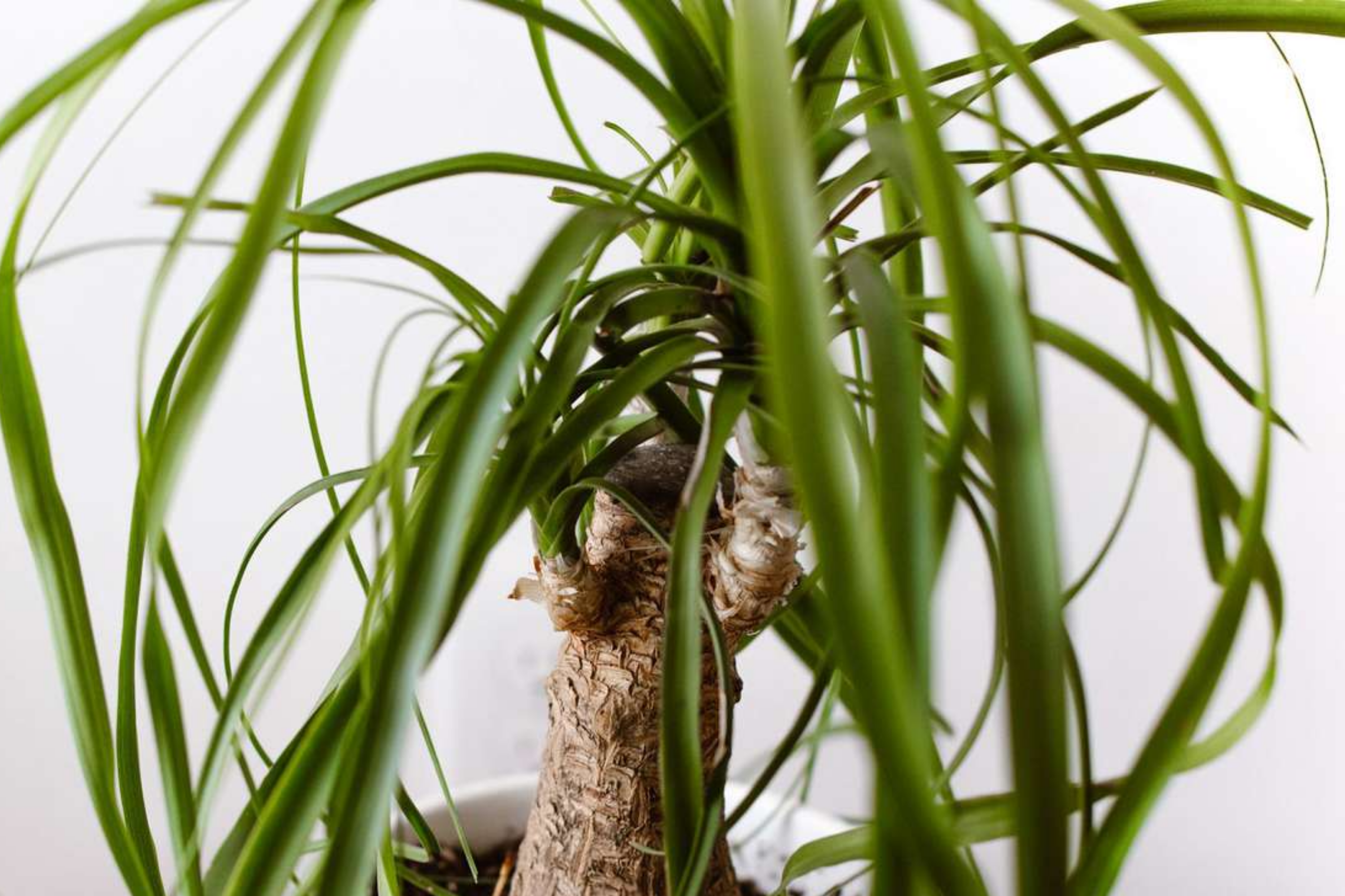 Beaucarnea Multi | Ponytail Palm | Rooted Cutting in 2" Pot | Air-Purifying Low-Maintenance Houseplant