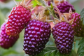 Thornless Purple Raspberry Cutting - Rubus 'Glencoe' | 4" Rooted Starter Plant | Sweet, Tart Berries