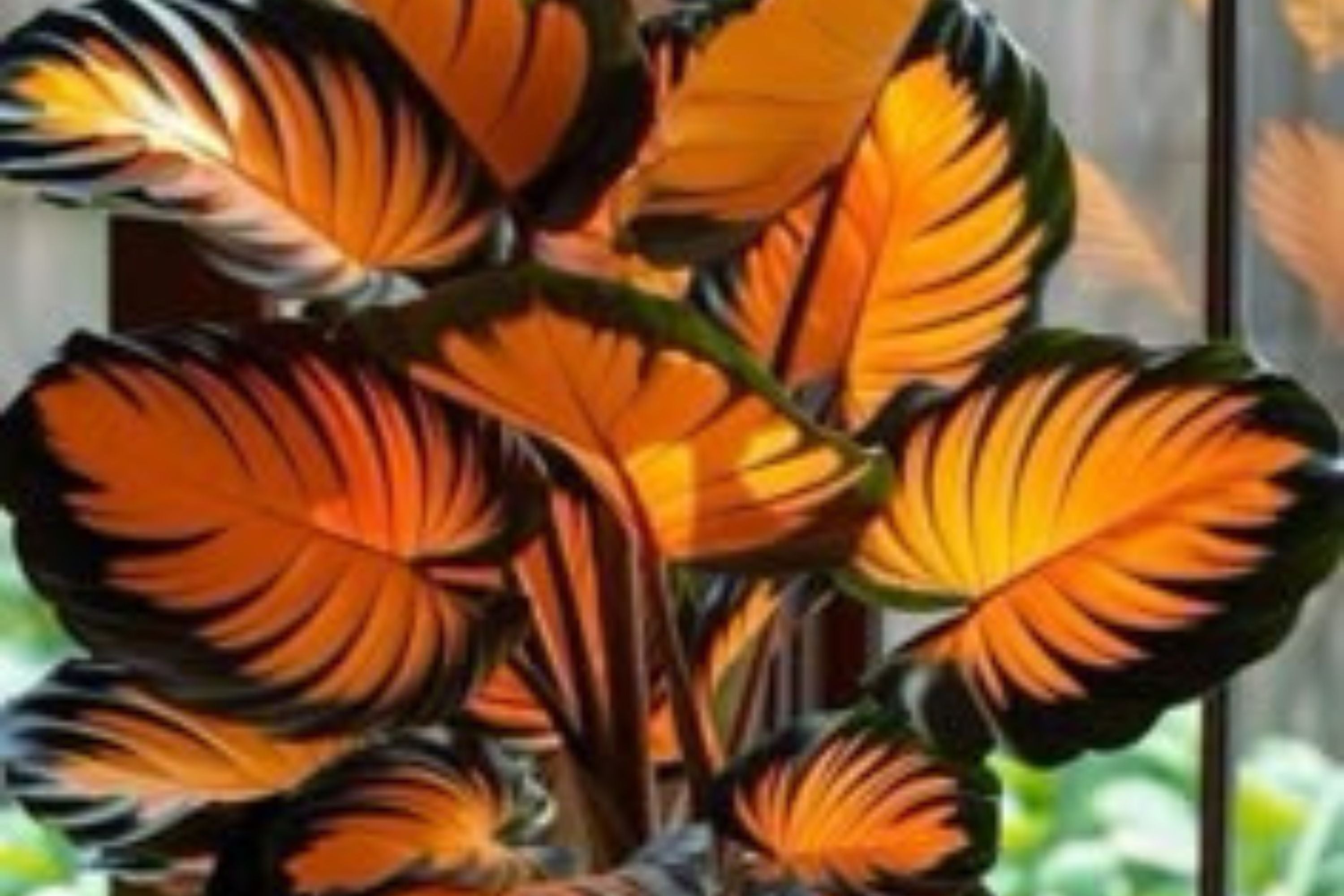 Sunburst Calathea Seeds – 25 Tropical Houseplant Seeds – USA Grown –  – Easy Care – Striking Foliage – Indoor Garden
