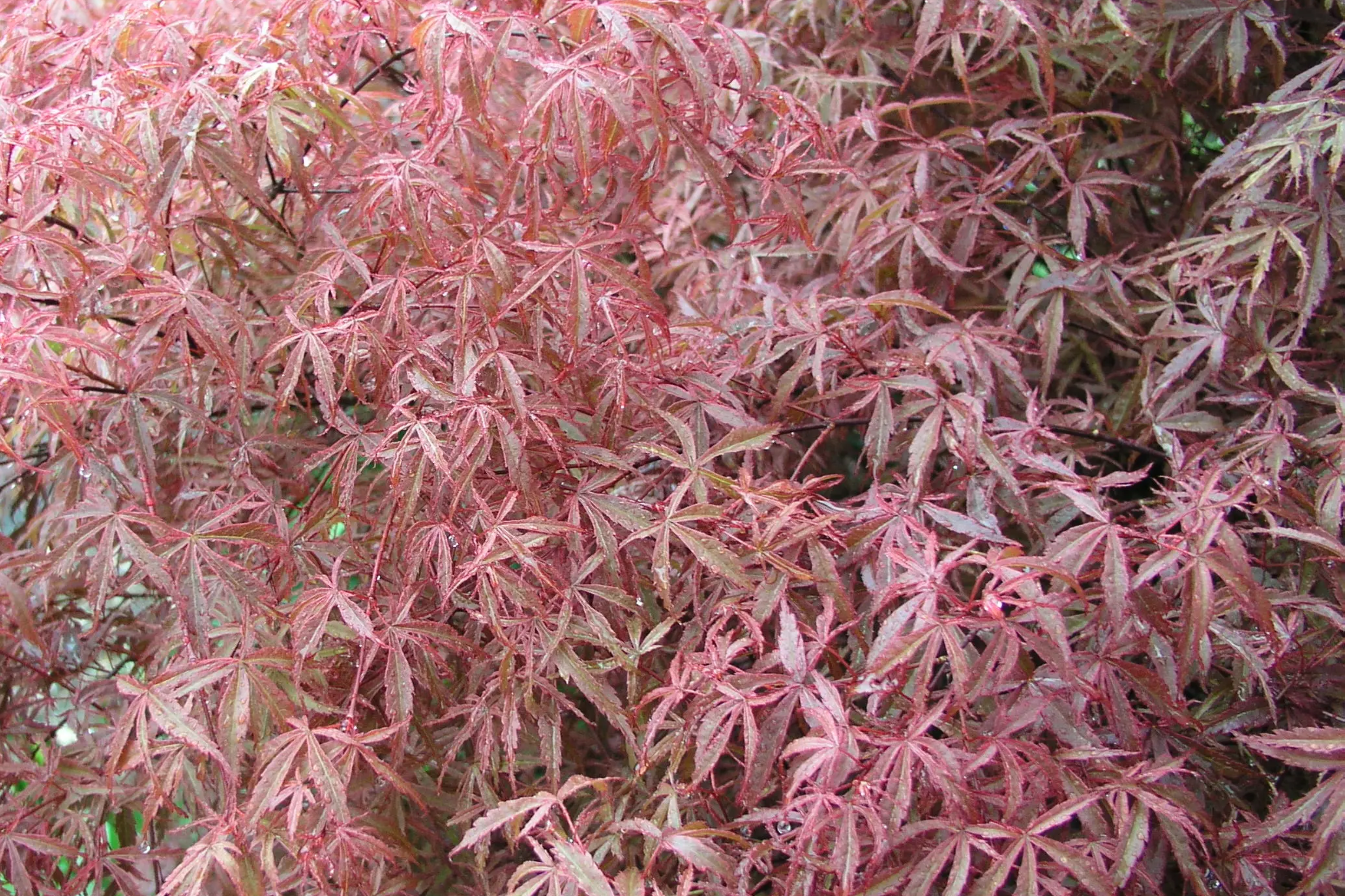 Japanese Maple Kotohime Cutting for Bonsai | Acer Var. Outdoor Hardy in Zone 8a | Ideal for Miniature Tree Styling