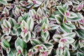 12 Fully Rooted Wandering Jew Cuttings | Tradescantia Zebrina | Healthy, Vibrant & Guaranteed to Grow | Indoor/Outdoor Houseplants