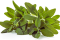Sage Seeds for Planting | Non-GMO Heirloom Variety | Fresh Garden Seeds | Salvia officinalis