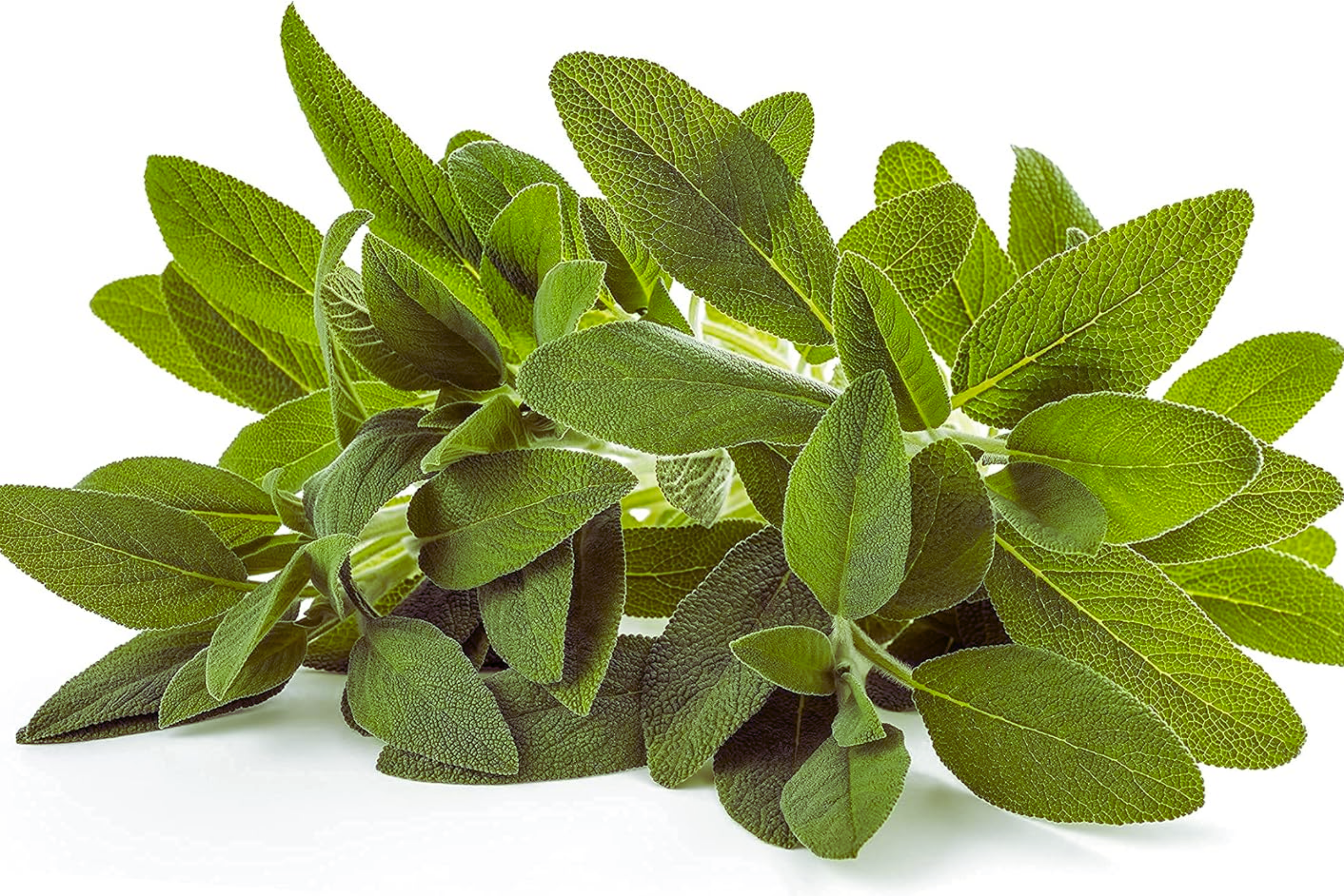Sage Seeds for Planting | Non-GMO Heirloom Variety | Fresh Garden Seeds | Salvia officinalis