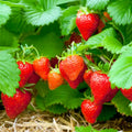 10 Sweet Sensation / Sweet Charlie Strawberry Plants 🍓 Premium Bare Root | Sweet Large Fruit | Non-GMO | Heirloom Garden Starter | Easy to Grow