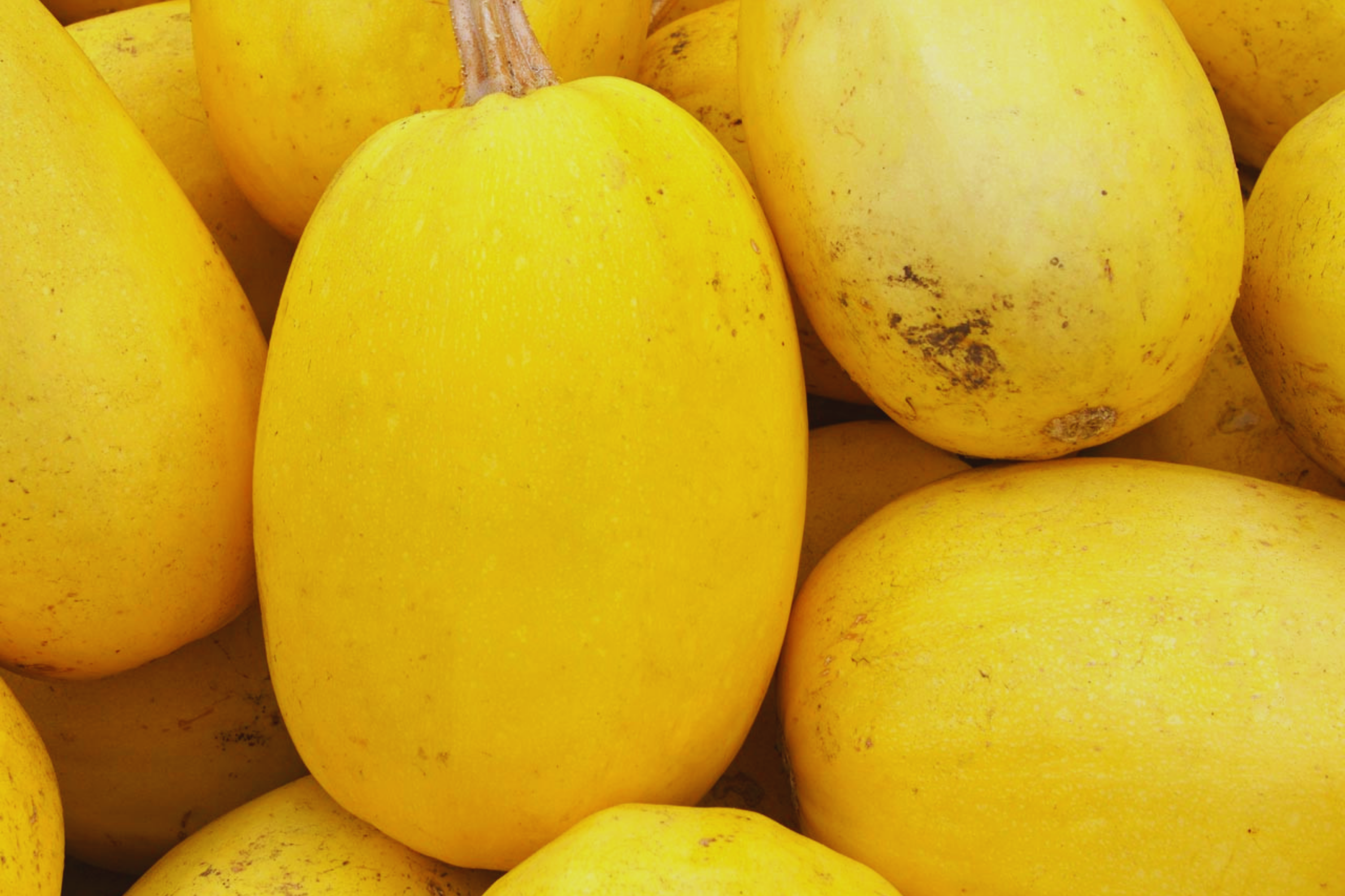 Spaghetti Squash Seeds | 25+ Non-GMO Heirloom Seeds | Cucurbita pepo