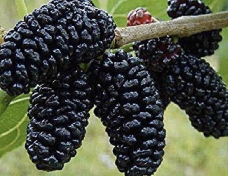 Dwarf Black Mulberry Live Plant – Organic Morus nigra Everbearing Tree, Well Rooted Fruit Plant for Pot or Garden, Sweet Berries