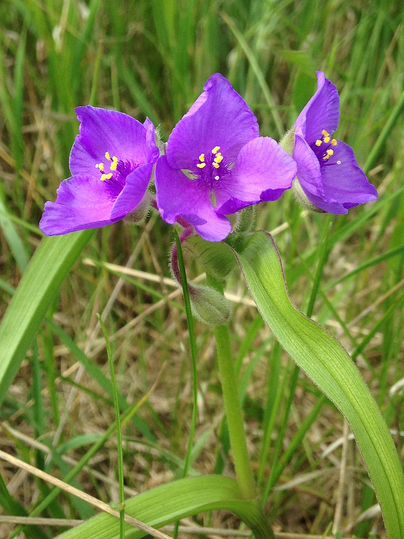 150 Tradescantia bracteata Seeds | Prairie Spiderwort | Native Perennial Wildflower for Pollinators & Prairie Gardens