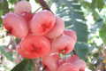 Rose Apple Tree (Syzygium jambos) Live Tropical Fruit Plant 12"-24" Tall | Sweet, Crisp, Floral-Flavored Fruit