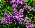 2 Old-Fashioned Lilac Bushes (Syringa vulgaris) Bareroot 1–2ft | Fragrant Purple Blooms | Hardy Flowering Shrubs