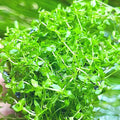 Pearl Weed Hemianthus Micranthemoides | Live Aquarium Plant | Freshwater Carpeting Plant | Easy Foreground Aquascape Plant