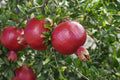 Cold Hardy Pomegranate – R26 Afganski, Live Mature Plant in 1 Gallon Pot, Edible Fruit Tree, Hardy Zones 6–10, Sweet Red Fruit