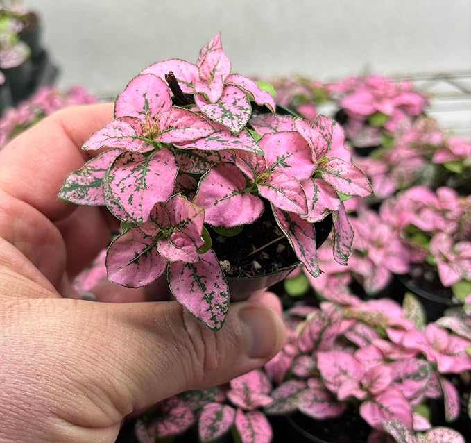 Hypoestes Pink Splash – Live Potted Houseplant in 2.5" Pot, Air-Purifying Polka Dot Plant, Easy Indoor Colorful Foliage