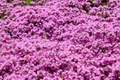 Creeping Thyme 500 Seeds | Bulk Non-GMO Pink Groundcover Seeds | Thymus serpyllum