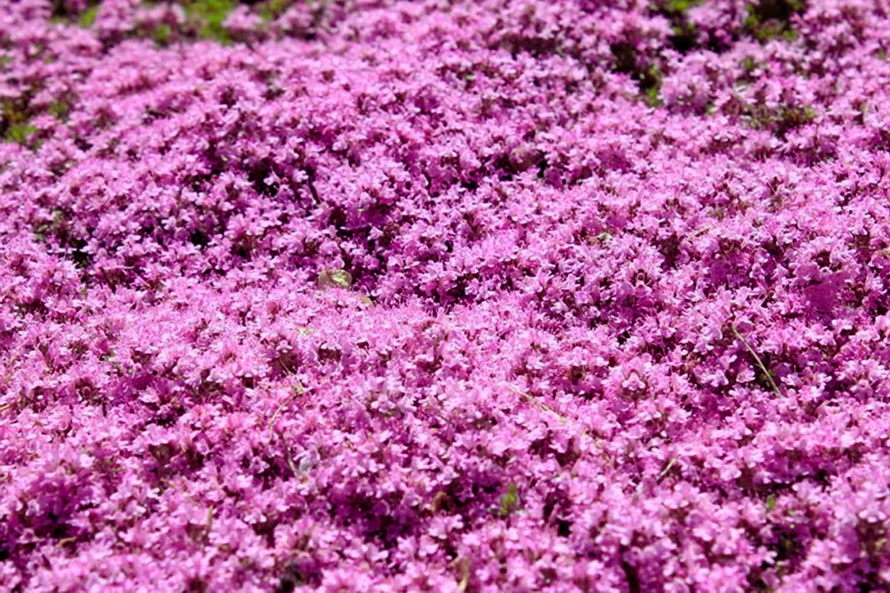 Creeping Thyme 500 Seeds | Bulk Non-GMO Pink Groundcover Seeds | Thymus serpyllum
