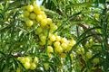 Otaheite Gooseberry Starter Plant - Phyllanthus acidus 1’-2" | Tropical Fruit Tree for Garden