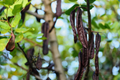 Carob Tree Starter Plant - Algarroba (Ceratonia siliqua) 12"-24" | Nutrient-Rich, Easy-Care Tree for Garden