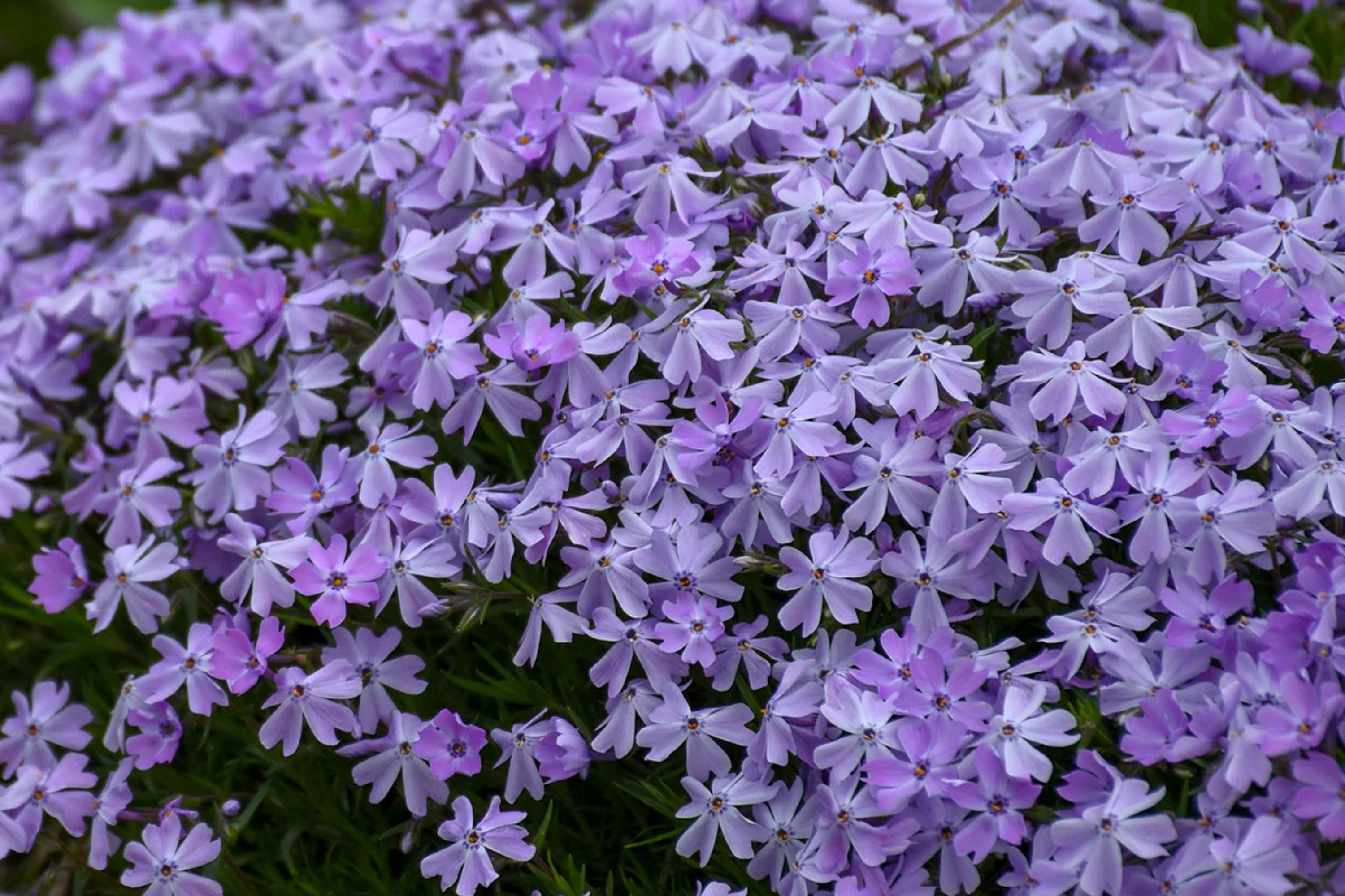 100 Blue Emerald Creeping Phlox Seeds – Ground Cover Flowers, USA Grown, Vibrant Blooming Garden Starter –