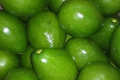 1 Grafted Don Ramon Avocado Tree Persea americana Live Starter Plant 12-24" | Fast Fruiting Tropical Variety | Creamy & Delicious Avocados