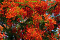 Giant Flame Tree Royal Poinciana 5 ft | Tropical Beauty | Exotic Delonix Regia | Stunning Red Flowers | Ornamental Shade Tree