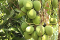 Big Grafted Colombo Kidney Mango (Mangifera indica) Live Tropical Fruit Tree 3'-4' | Sweet, Unique Mangoes | Easy to Grow Starter Plant