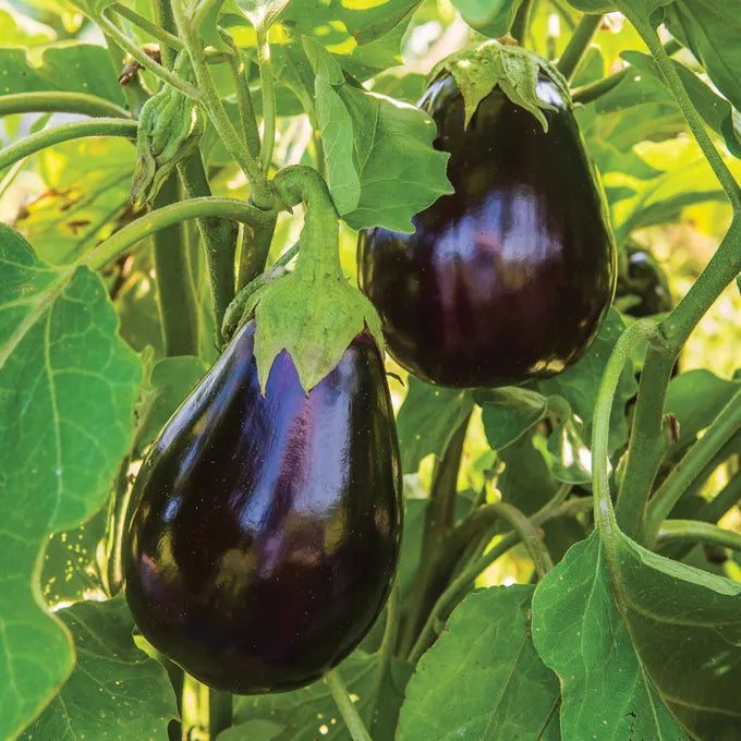 2 Black Beauty Eggplant Live Plants (Solanum melongena) 5–10" | Heirloom Large Purple Eggplant Garden Vegetable Starters