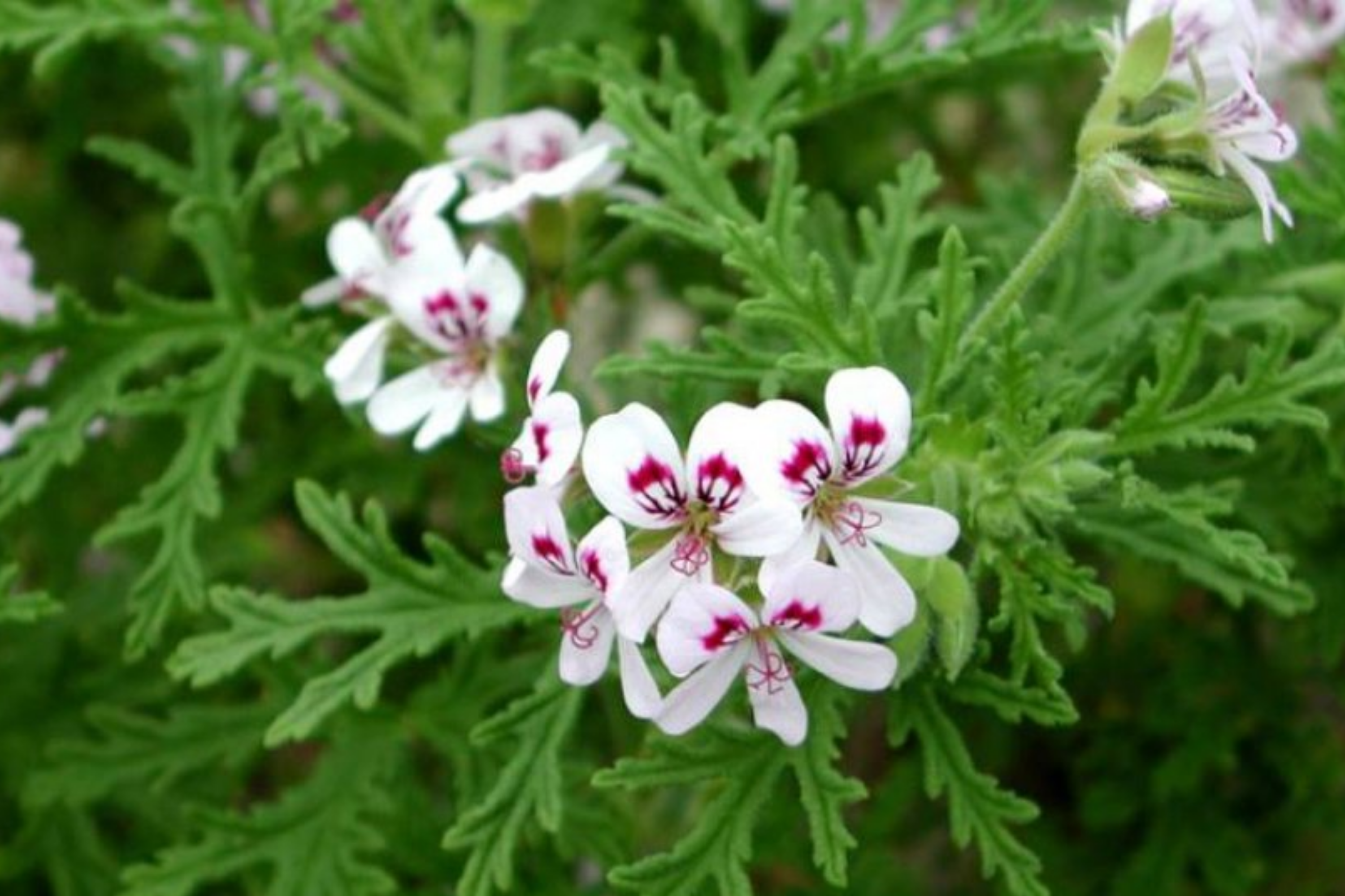 Geranium Pelargonium "˜Scented Variegated’ | 2 Live 6" Unrooted Cuttings | Fragrant, Easy-Care Flowering Plant, Unique Foliage