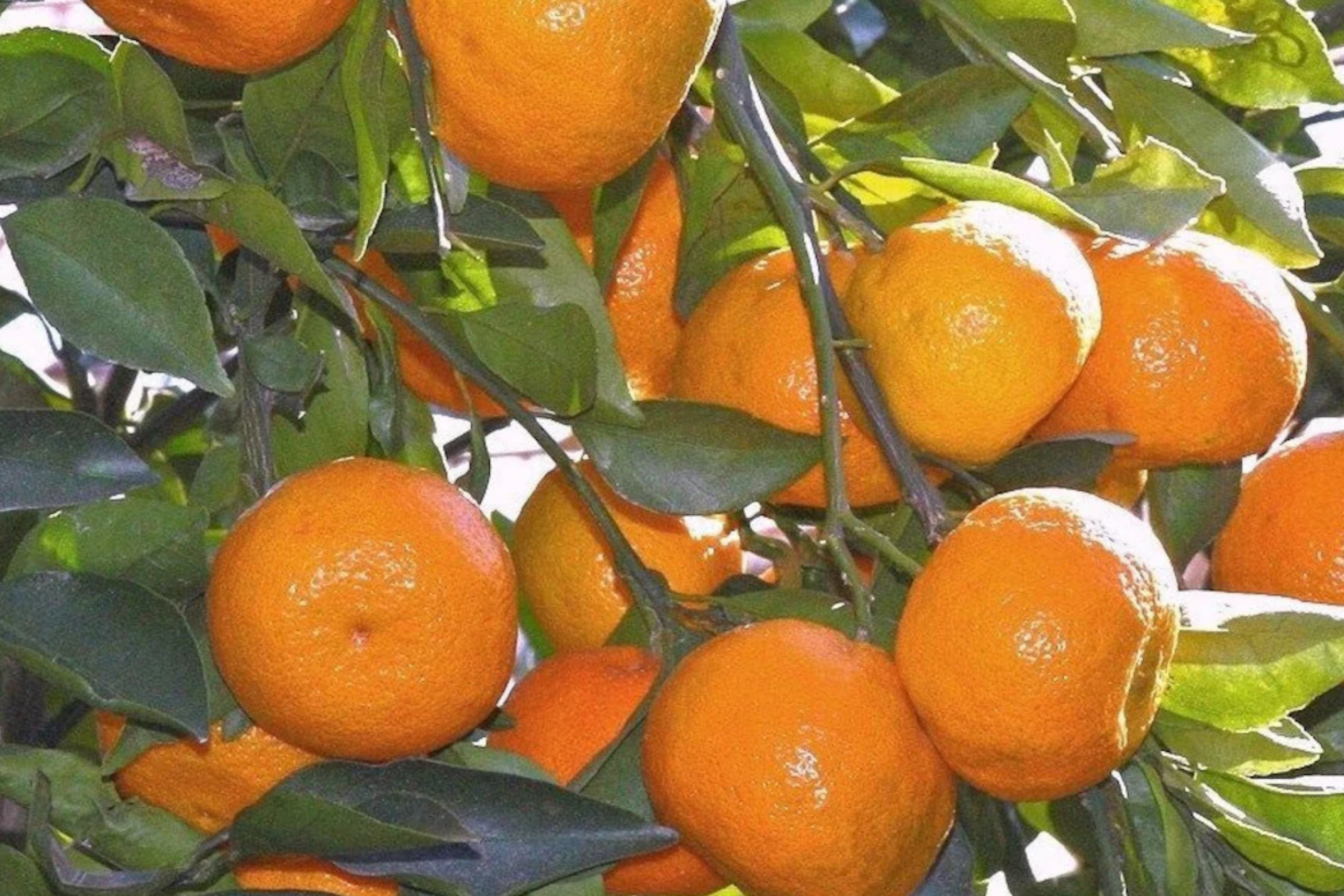 Satsuma Fruit Tree Citrus unshiu Live 4-10 Inch Seedling | Sweet Juicy Bare Root Orange Tree for Planting