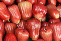 1 Starter Plant Red Wax Jambu Tree (Syzygium jambos) Live Fruit Tree 12’-24’