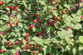 Prunus tomentosa Seeds 10pcs | Nanking Cherry | Cold-Hardy Fruit Shrub, Ornamental Blooms, Edible Berries, Non-GMO Seeds