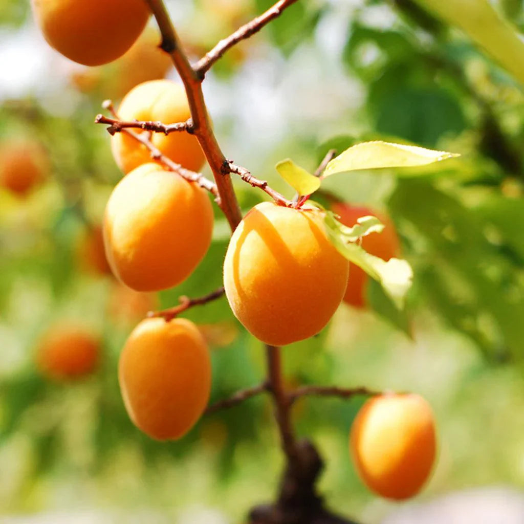 Dwarf Moorpark Apricot Tree – 3–4 ft. Bare Root, 2-Year-Old Fruit Tree, Sweet Heirloom Apricots, Cold Hardy, Self-Pollinating