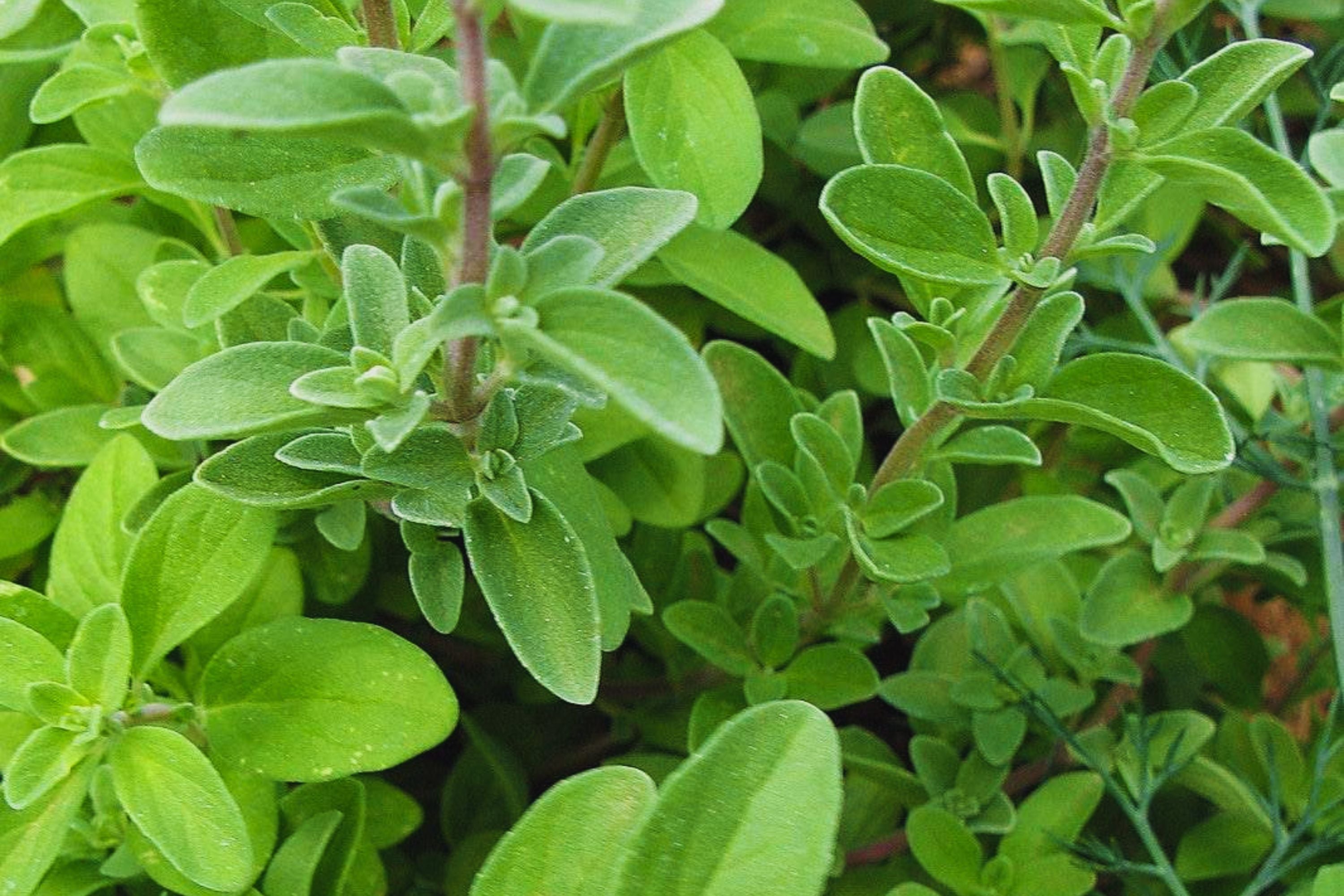 Sweet Marjoram Herb Seeds | Non-GMO | Fresh Culinary Herb Seeds | Origanum majorana