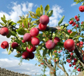 Wild Plum Cuttings Set of 12 Unrooted Prunus Tree Cuttings for Propagation and Garden Growing