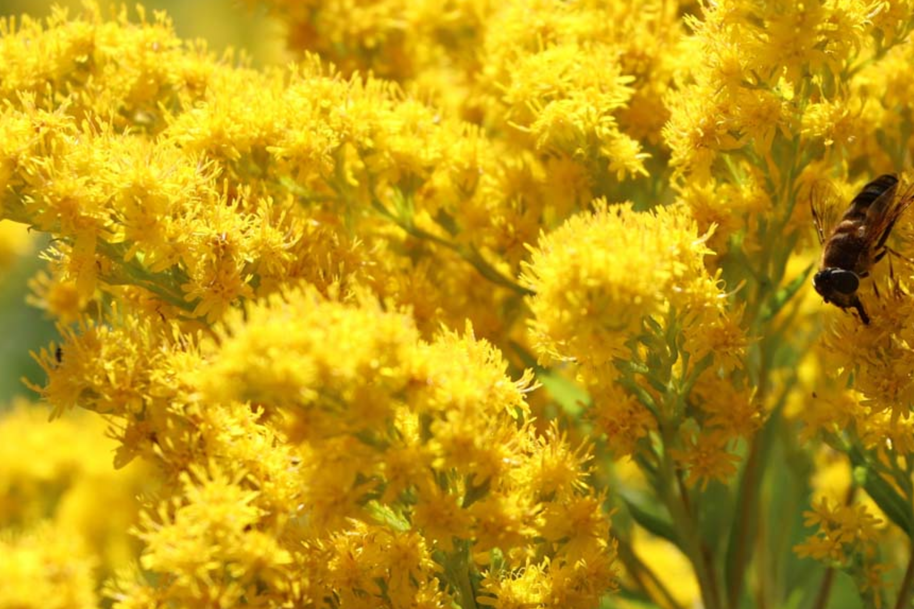 Old Field Goldenrod Seeds 500mg | Solidago nemoralis | Pollinator-Friendly, Native Wildflower, Yellow Blooms, Non-GMO