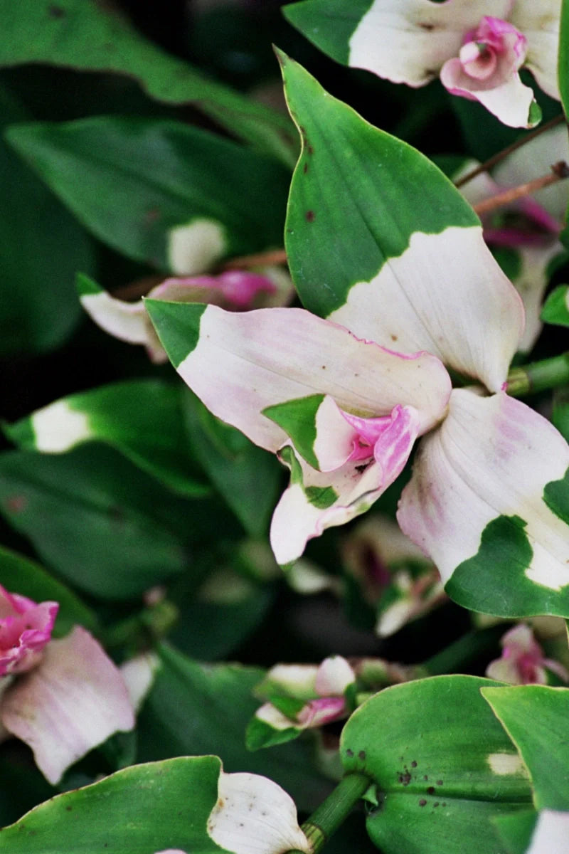 3 Tradescantia Blushing Bride Cuttings – Pink & White Variegated Unrooted Stems | Indoor Houseplant or Outdoor Container Vine