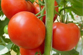 Tomato Legend Seeds 100mg | Solanum lycopersicum | Non-GMO, Early Harvest, Disease-Resistant, Sweet & Juicy, Ideal for Gardens