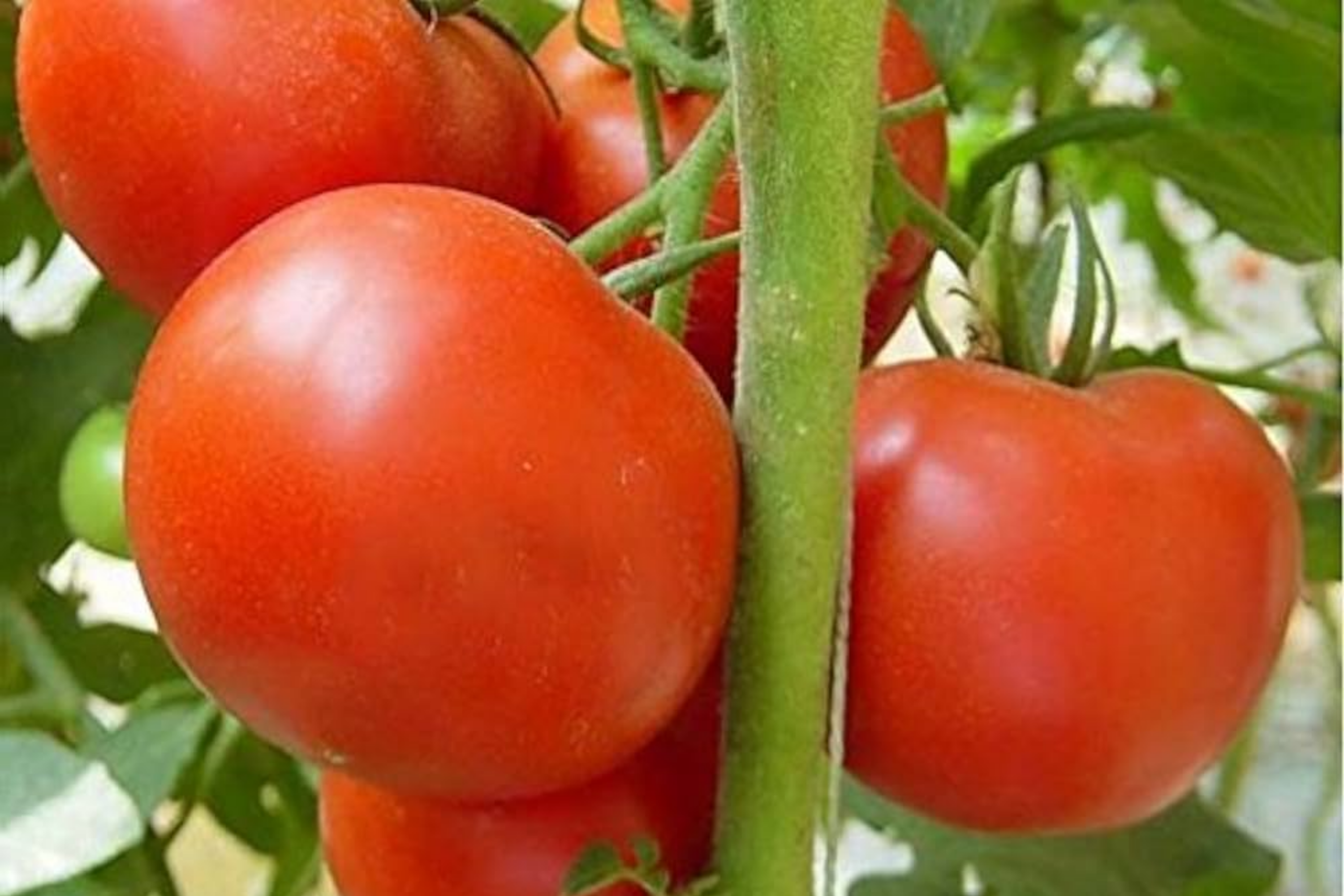 Tomato Legend Seeds 100mg | Solanum lycopersicum | Non-GMO, Early Harvest, Disease-Resistant, Sweet & Juicy, Ideal for Gardens