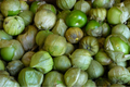 100mg Tomatillo Verde Seeds | Physalis ixocarpa Vegetable | Fresh Salsa Verde & Mexican Cuisine Essential