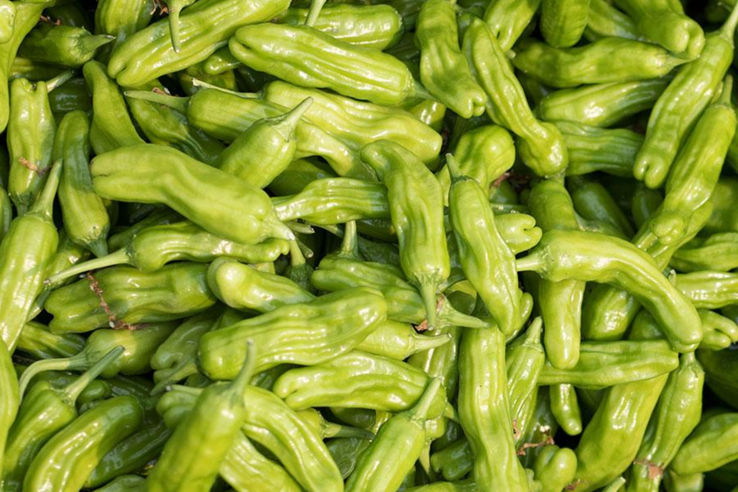 Shishito Oriental Hot Pepper Seeds 250mg | Capsicum annuum | Mild Heat, Non-GMO, Perfect for Grilling, Roasting, Sautéing, and Appetizers
