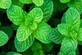 Heirloom Peppermint Seeds | Non-GMO Herb Garden Seeds | Perennial Mint Variety | Mentha × piperita