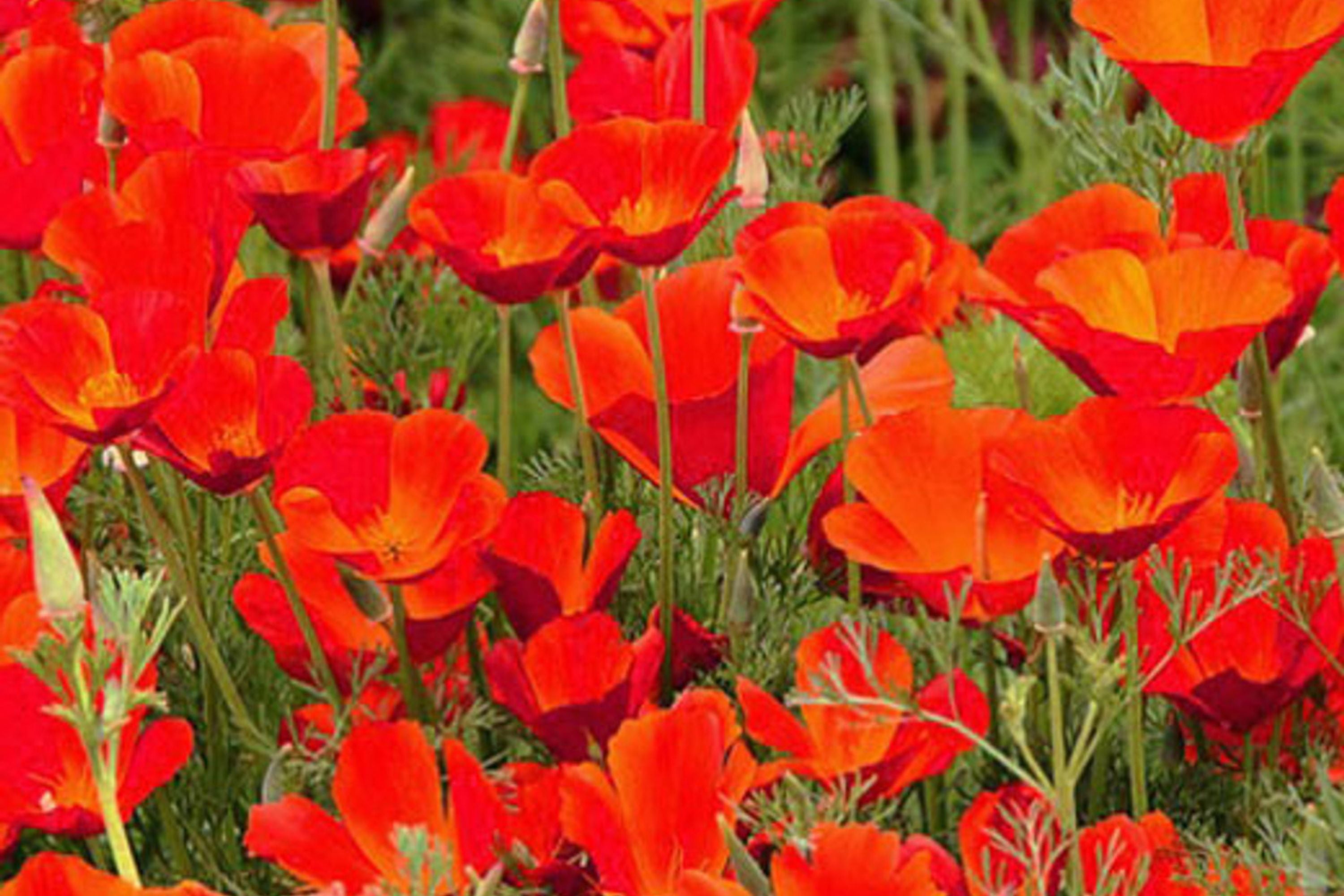 Red Chief California Poppy Seeds | Vibrant Red-Orange Blooms | Drought Tolerant | Attracts Pollinators | 65 Days |