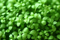 1g Cress Curled Seeds Lepidium sativum | Peppery Garden Cress, Fast-Growing Salad Greens, Heirloom Variet