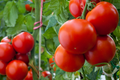 Tomato Super Sioux Seeds 100mg | Solanum lycopersicum | Non-GMO, Heat-Tolerant, Heirloom Variety, Rich Flavor for Slicing & Sauces